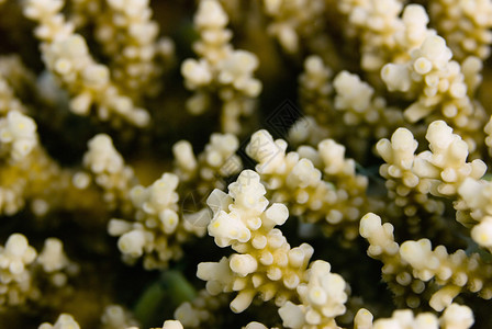 红海表珊瑚的宏拍摄浅图片