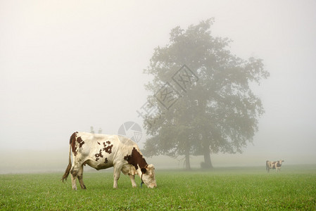 两头奶牛在雾的清晨图片