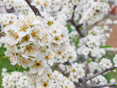 开花的樱桃树春天图片