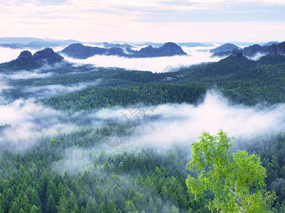 美丽的山丘中弥漫着迷雾山峰从浓雾的深处涌现出来雾是红橙色的图片