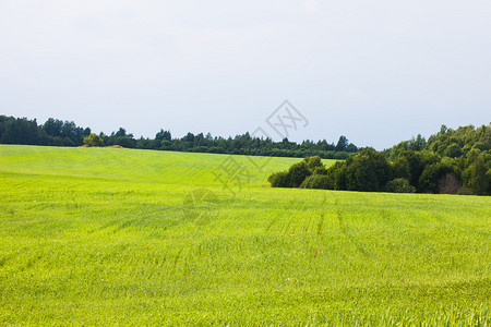 夏季农村景观绿色农耕图片