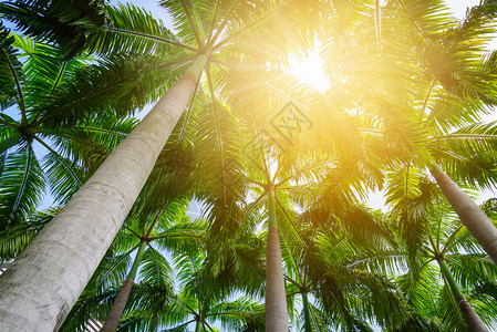 阳光下的棕榈树枝图片