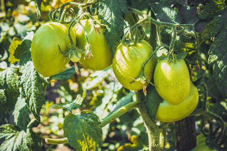 蔬菜温室番茄植物上的绿色番茄图片