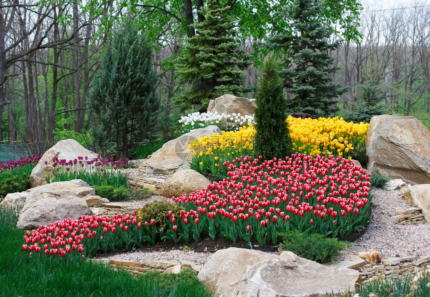 美丽的两色红色和白色郁金香花坛和石头岩石大量的黄色花朵在背景夏季图片