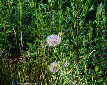 草原草地的花朵与绿草背景图片