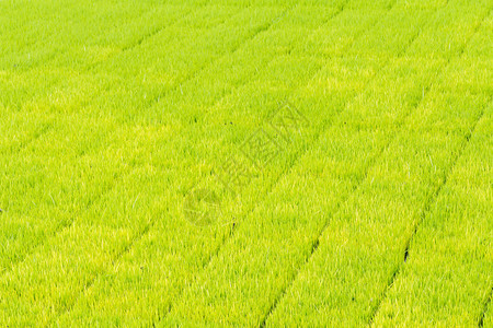 托盘种植水稻育苗图片