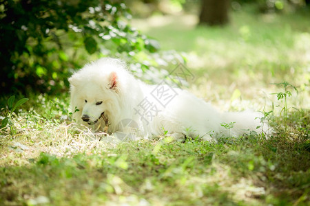 白色蓬松萨摩耶犬户外品种图片