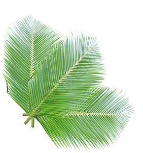 绿色椰子树叶白种图片