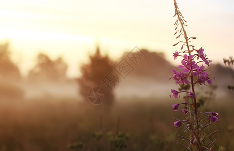 夕阳下雾中的野花图片