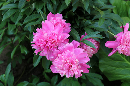 夏天的花园里长得很漂亮花很大图片