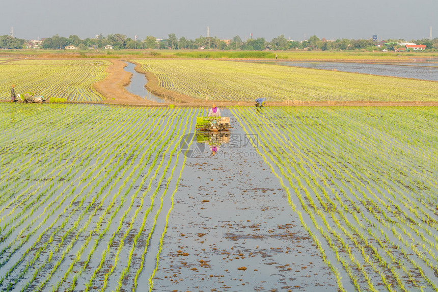 农民在农业中种植水稻图片