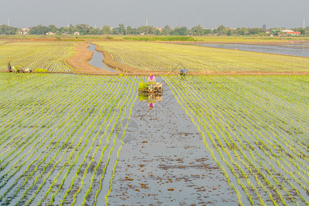 农民在农业中种植水稻图片