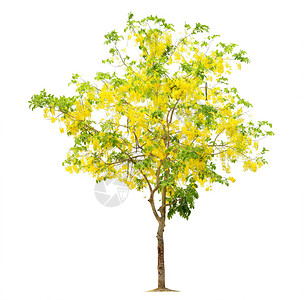 树花黄色树图象树木对象白色背景孤立图片