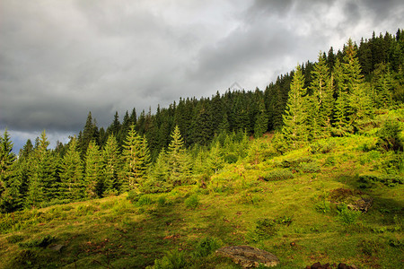 喀尔巴阡山脉地貌松林图片