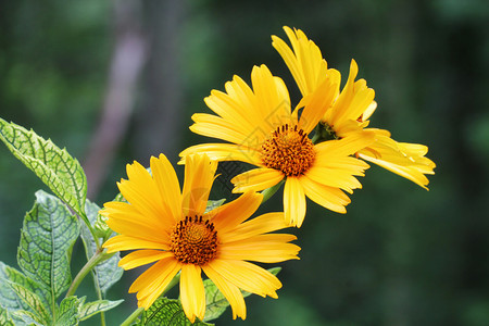 近距离的黄色太阳立西双叶菊花朵背景图片