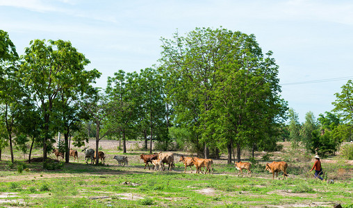 牧草中的牛图片
