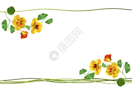 白色背景上孤立的金莲花夏天图片