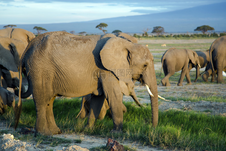 非洲灌木大象LoxodontaAfricana的大家族在日落时去坦桑尼亚Tarangire图片