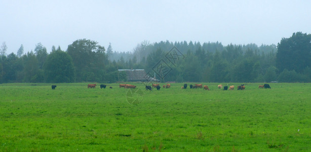许多奶牛在草地上吃草图片