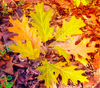 秋天的场景美丽的秋季公园美丽的自然场景秋天图片