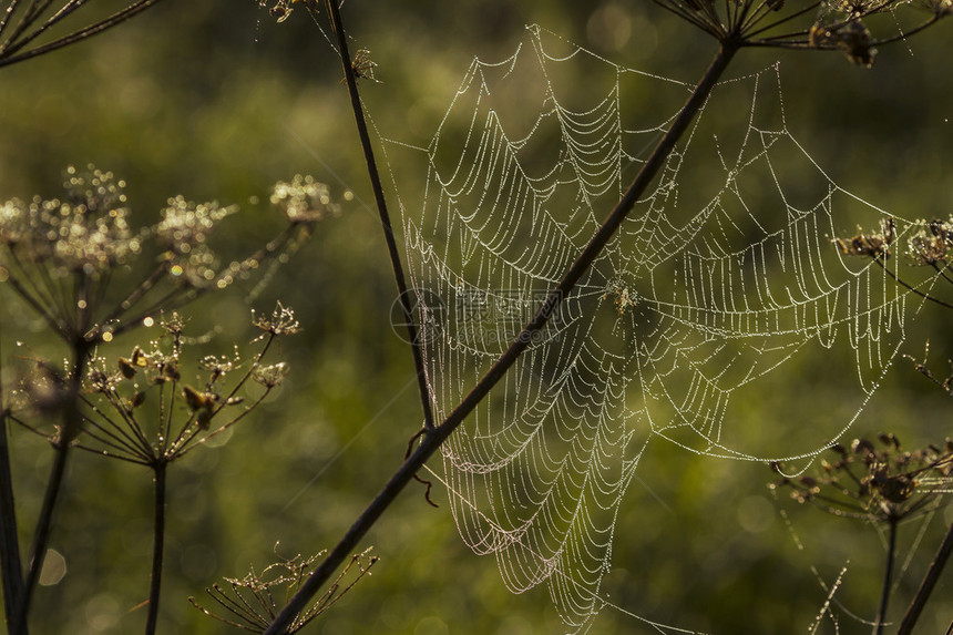 蜘蛛网在森林图片