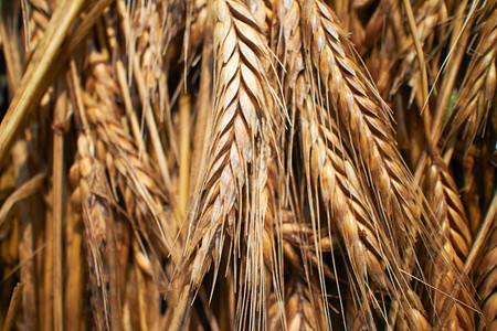 小麦背景特写图片