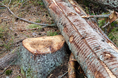 在森林里有新砍伐的云杉树干的树桩图片