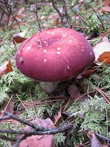 Russule蘑菇图片