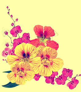 黄色背景上孤立的金莲花美丽的花朵图片