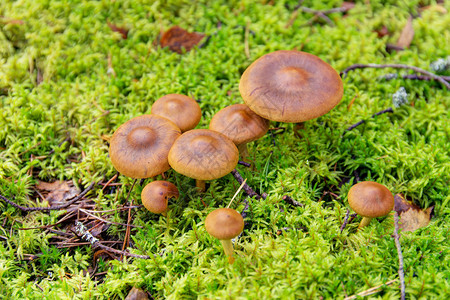 森林苔藓上的棕色蘑菇图片