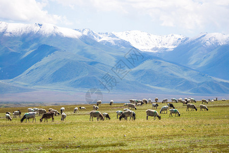 雪山下的羊群高原上的草场图片