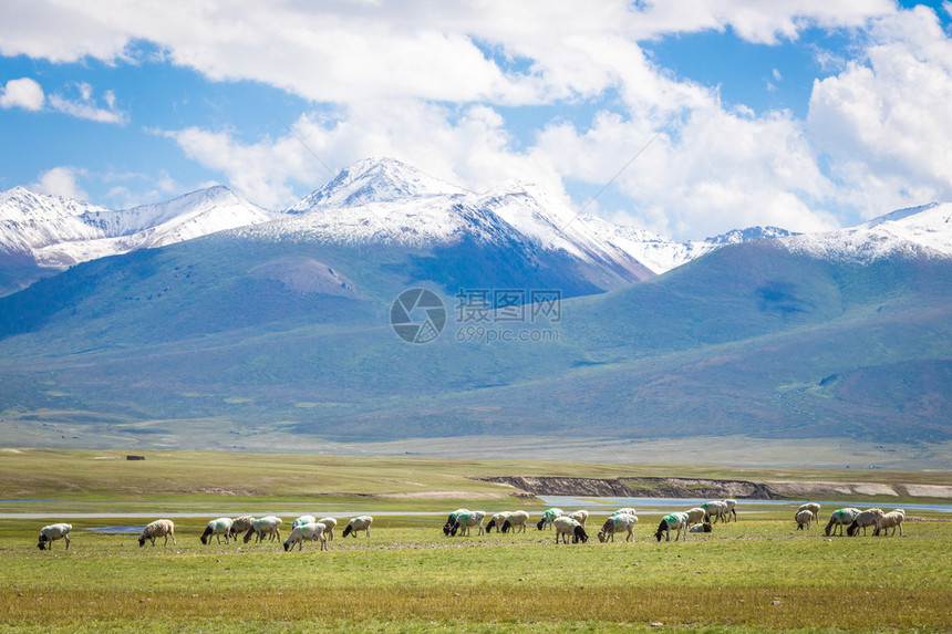雪山下的羊群高原上的草场图片