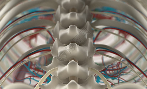 人类解剖学对脊椎和脊椎的独特视角图片