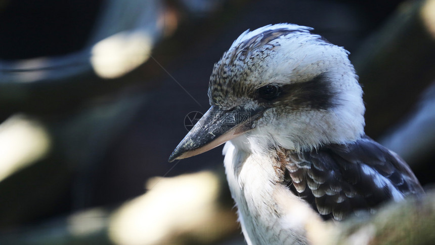 欢笑的Kookaburra图片