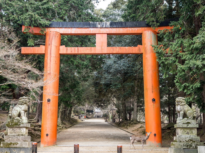 在日本奈良公园看到的门图片