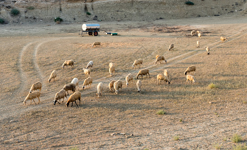 一群在草地上觅食的绵羊农场动物图片