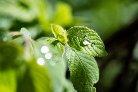 雨后树枝和鲜花的绿叶子在图片