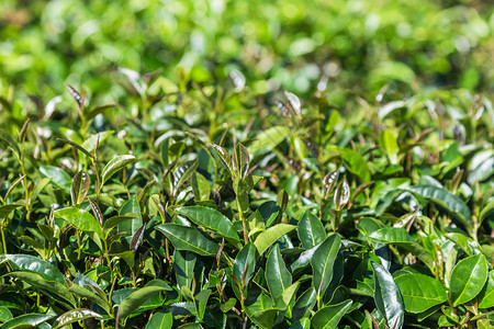 种植园树上的新鲜乌龙茶叶图片