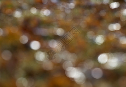 秋季自然散景橙色棕色白色柔和色调模糊图片