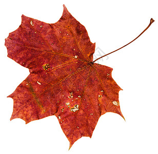 以白色背景隔离的红棕色淡秋叶Acerplatanoides图片