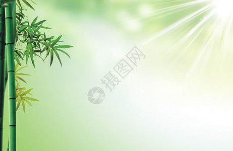 绿色竹子浅光带线图片