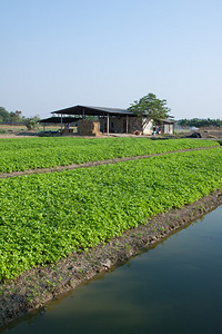 泰国农村的种植农业图片