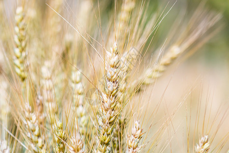 麦田和大麦背景图片