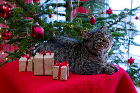 有三件礼物和圣诞树的灰猫图片