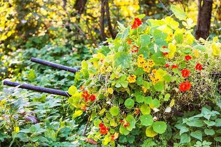 秋天的一天花园里的独轮车上有金莲花的坛图片