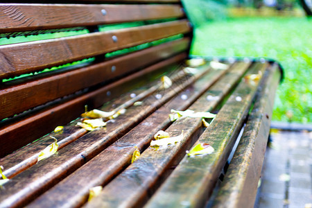 公园的湿长凳上满是黄色叶子图片