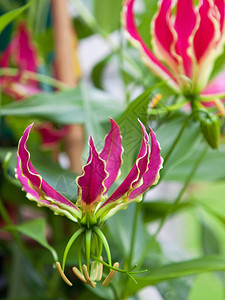 花朵Rothschildiana图片