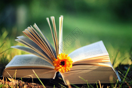 在草地日落时间用花打开书图片
