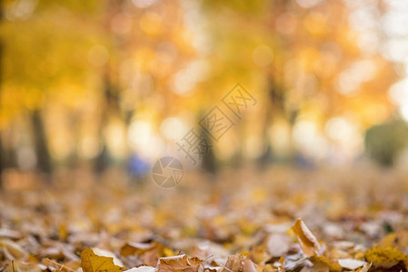 秋季或秋季抽象自然背景公园秋季树木和树叶的图片
