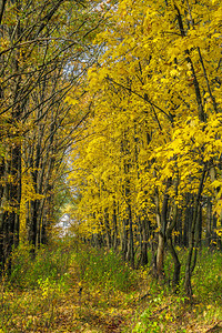 秋天的枫林和落叶的风景图片